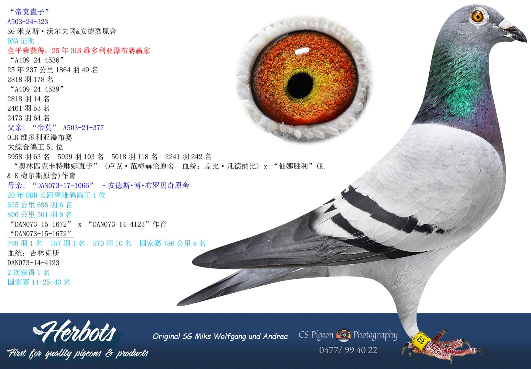 pigeon: “帝莫直子”