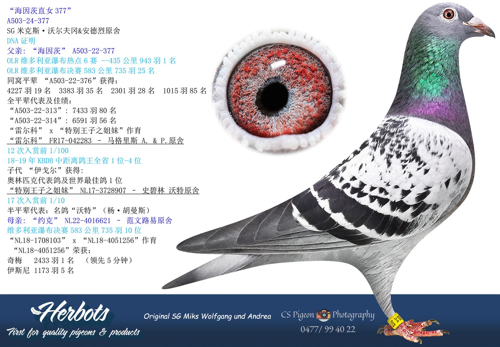 pigeon: “海因茨直女377”