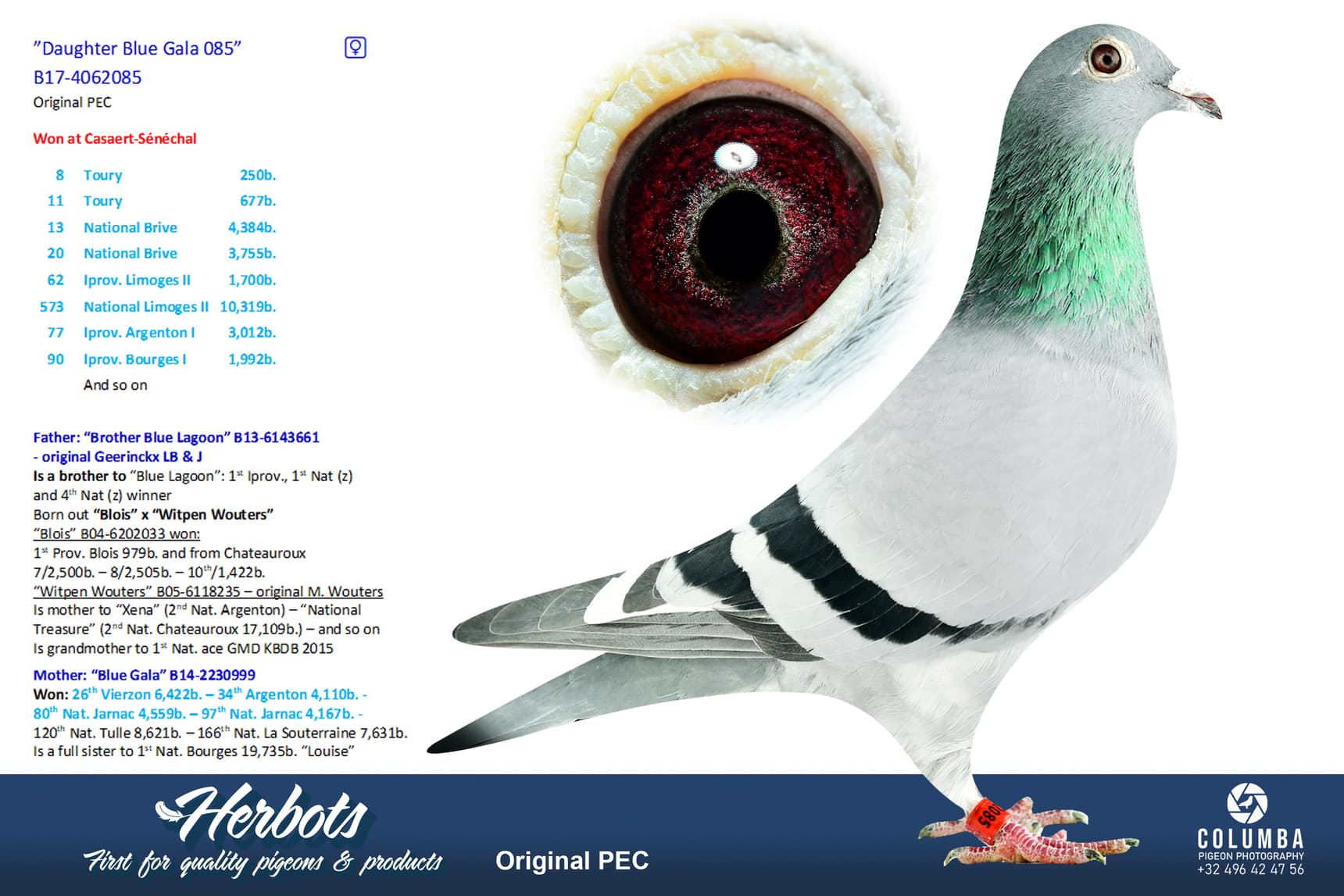 pigeon: undefined