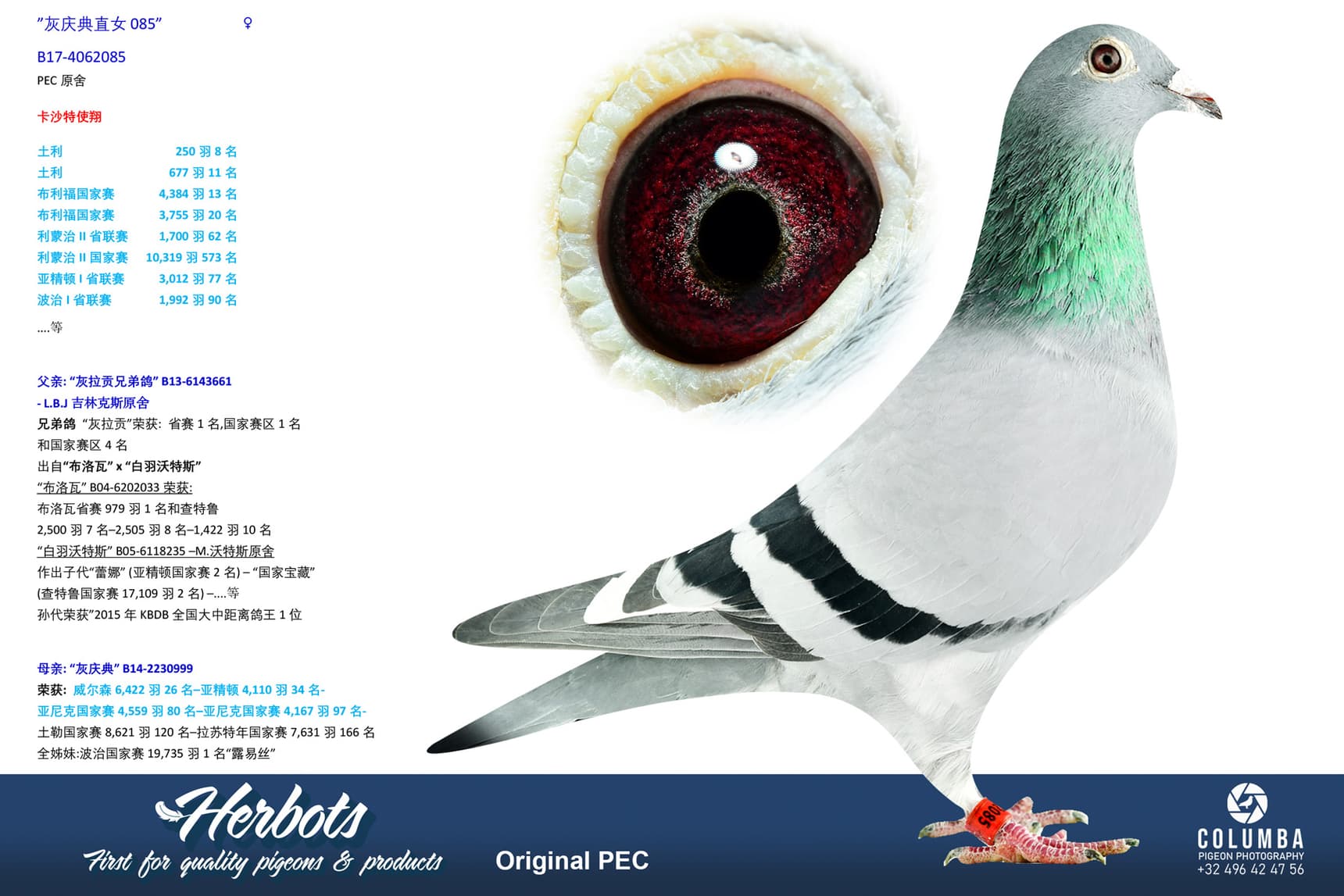 pigeon: undefined