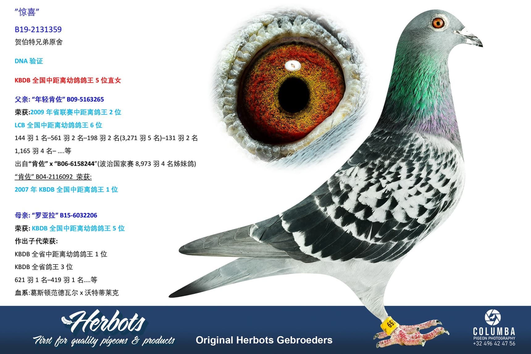 pigeon: undefined