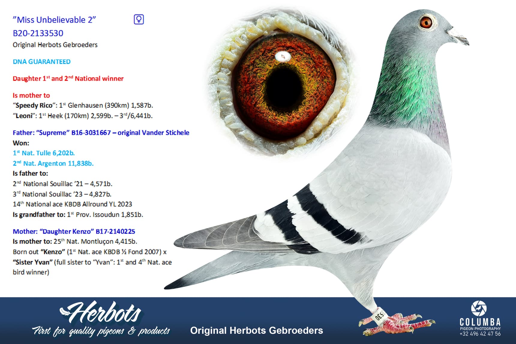 pigeon: undefined
