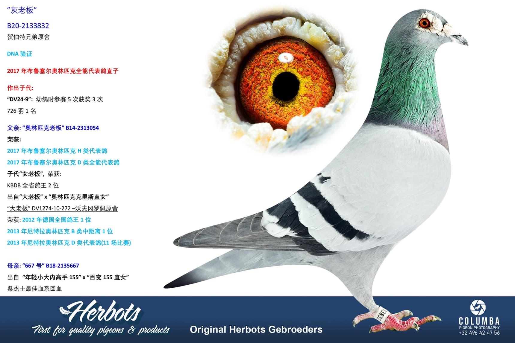 pigeon: undefined