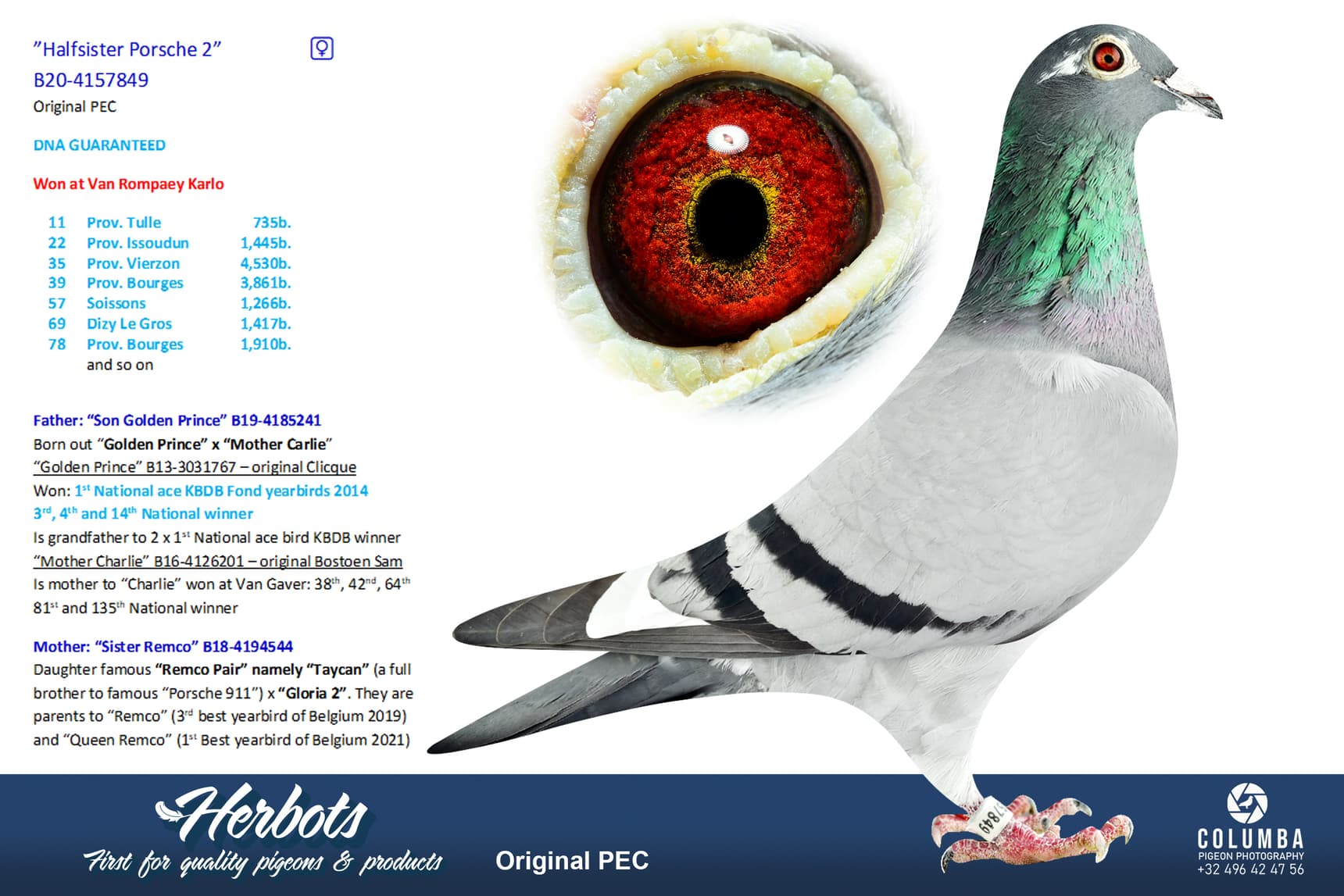 pigeon: undefined