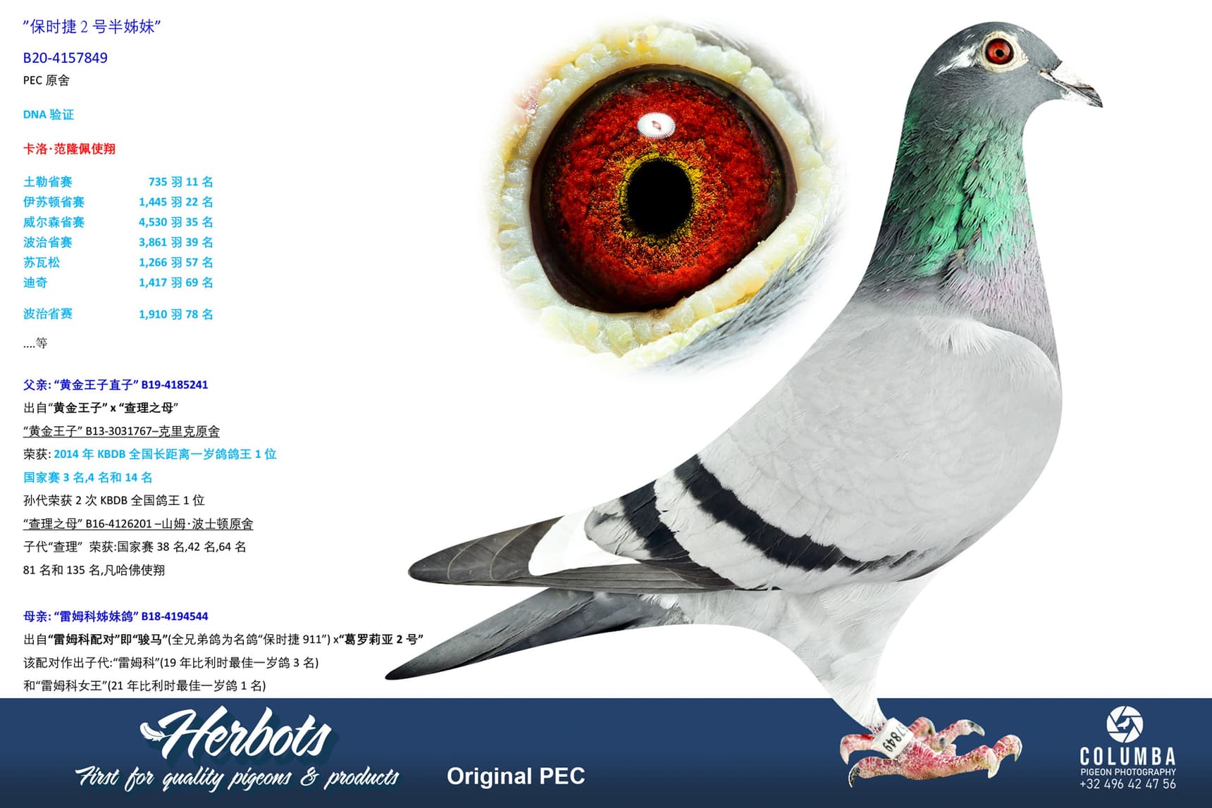 pigeon: undefined
