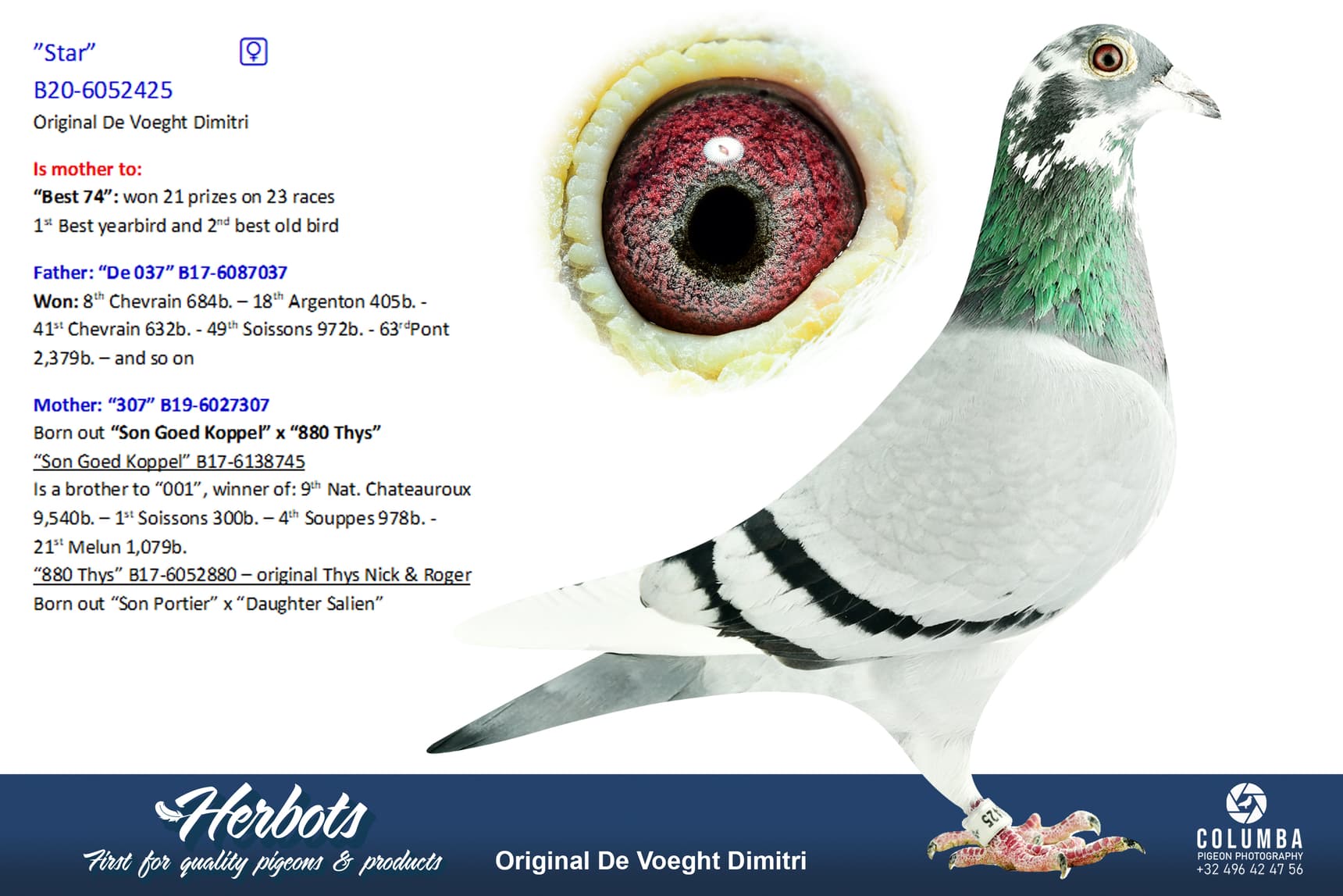 pigeon: undefined