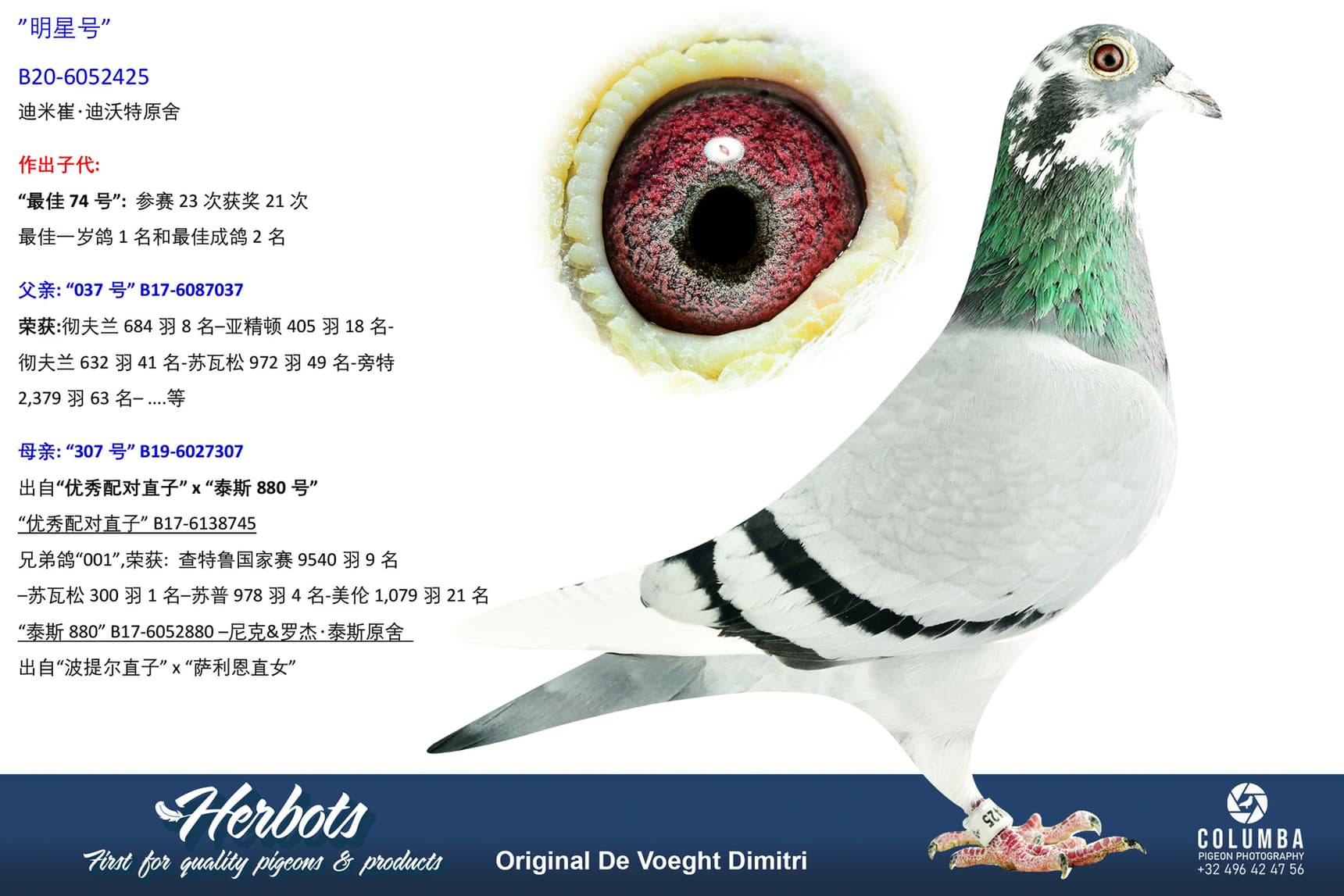 pigeon: undefined