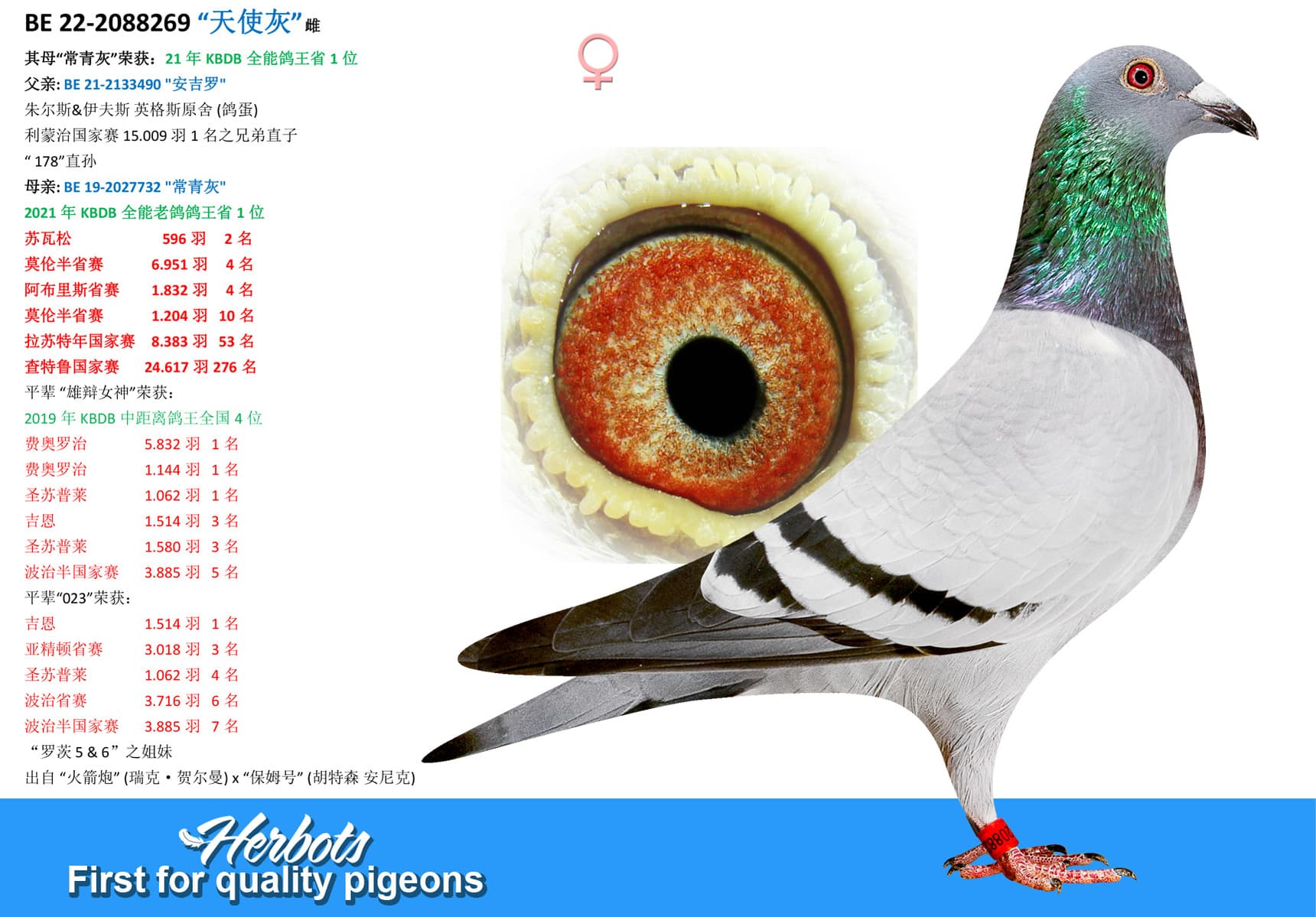 pigeon: “天使灰”