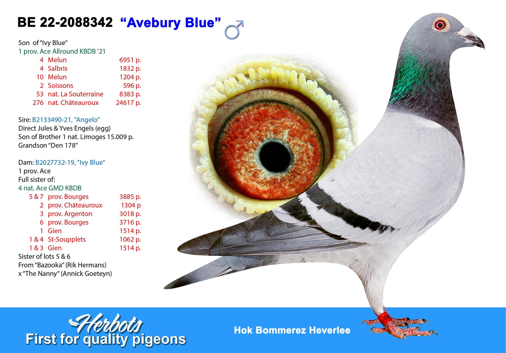 pigeon: “Avebury Blue”