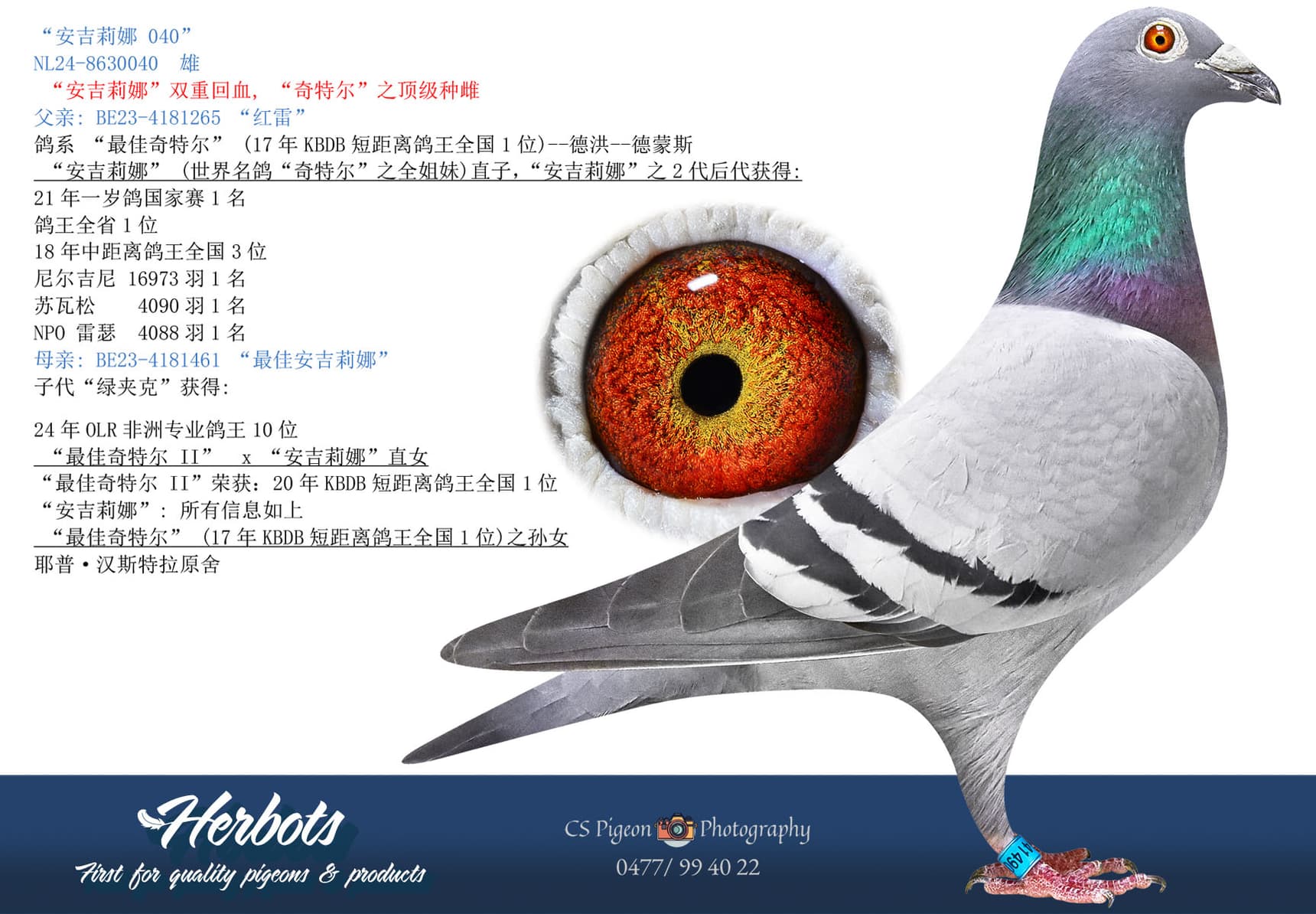 pigeon: undefined