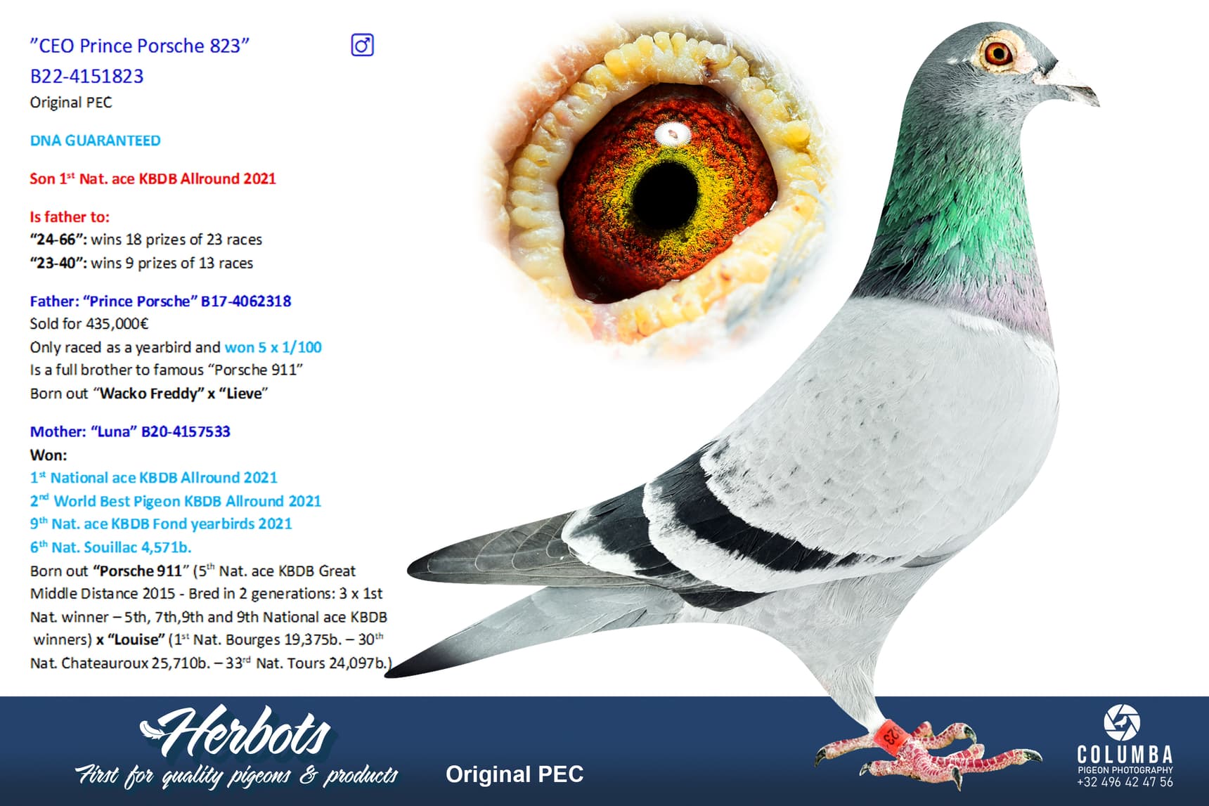 pigeon: undefined