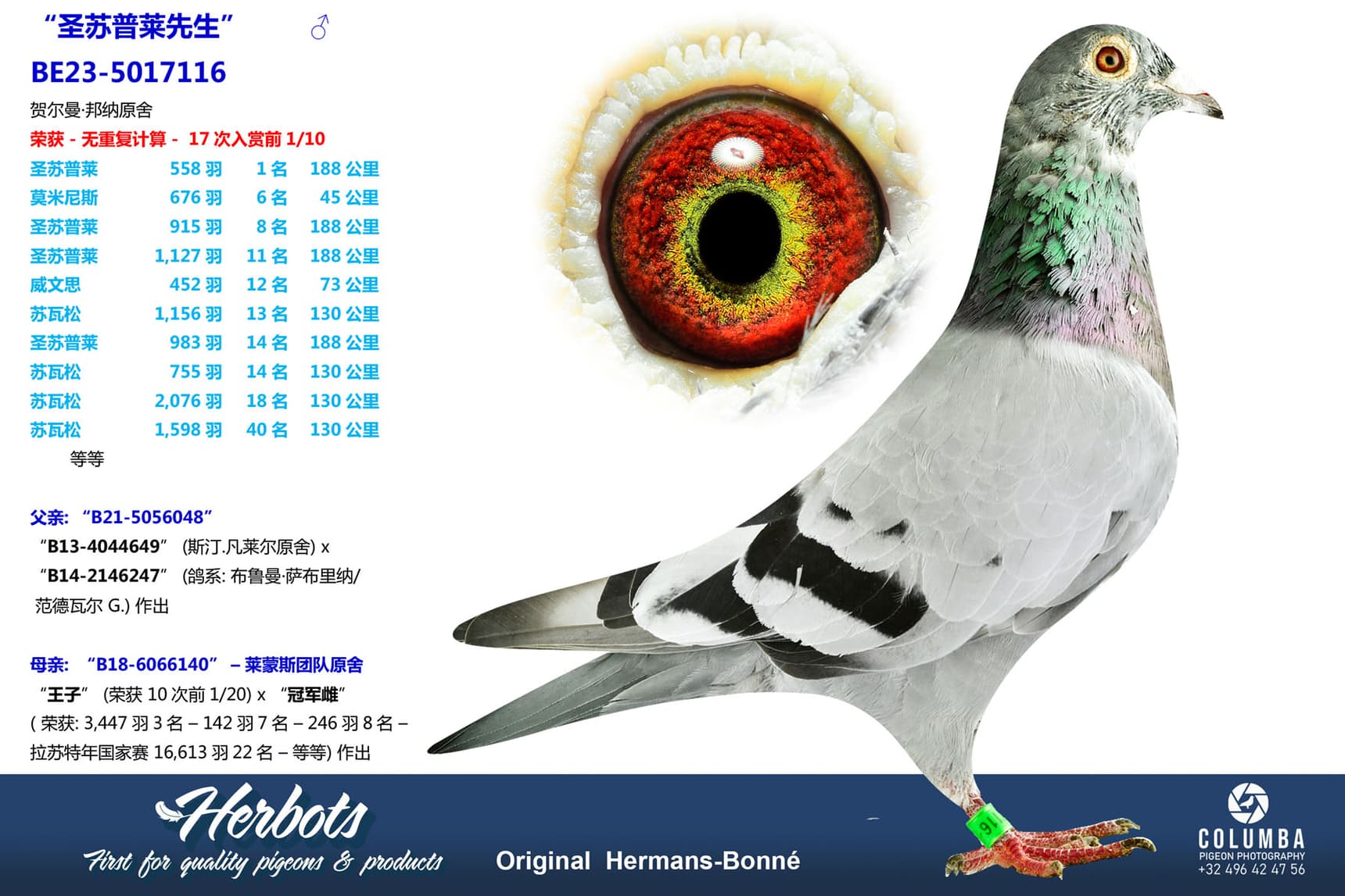 pigeon: undefined
