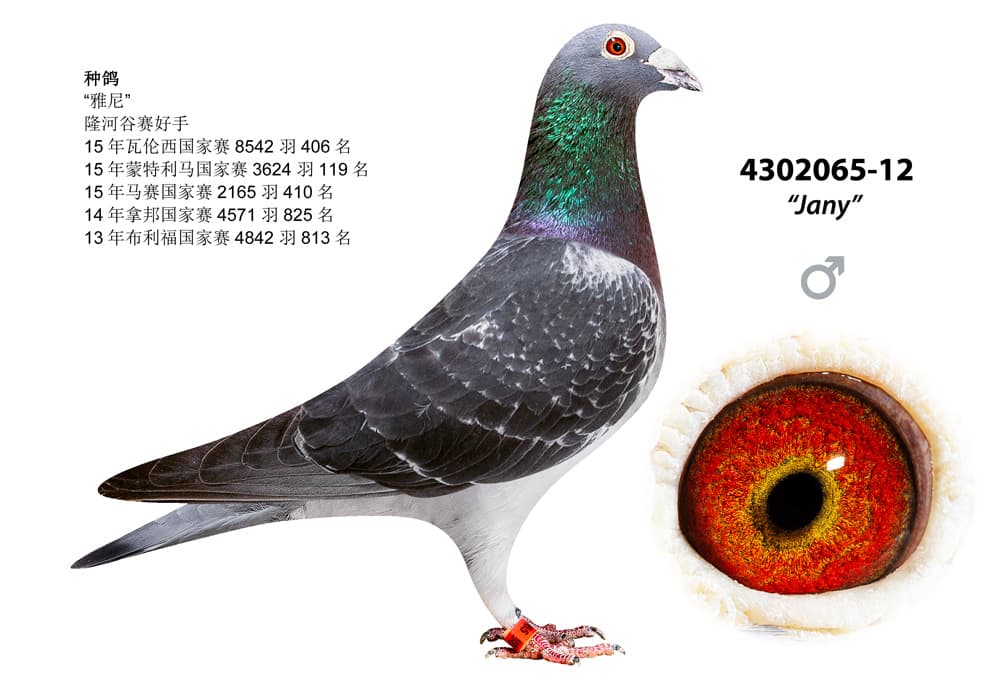 pigeon: Jany