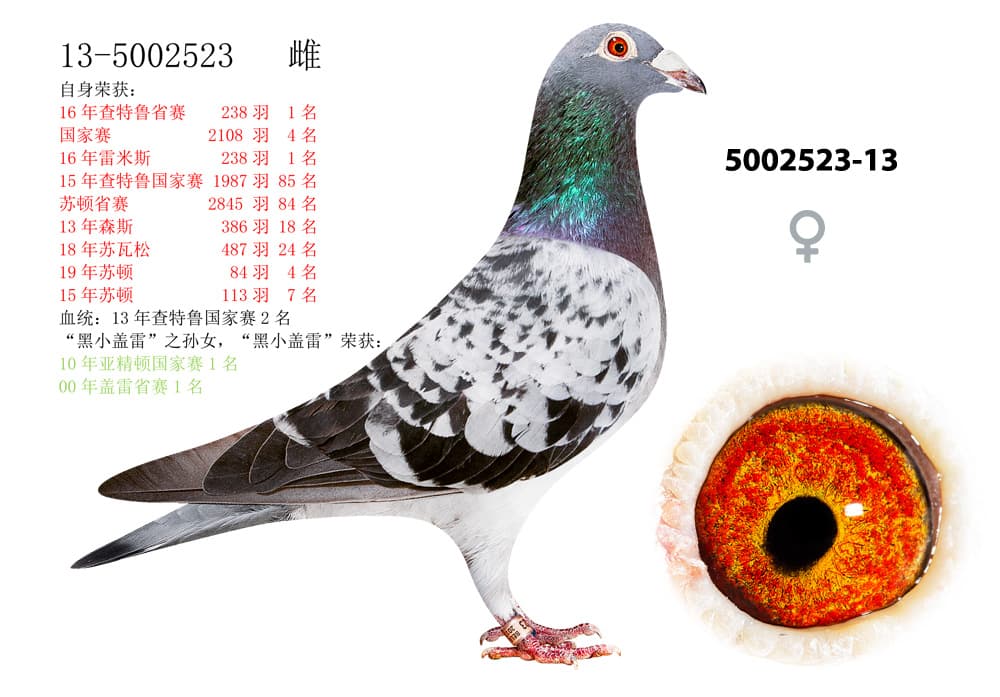 pigeon: undefined