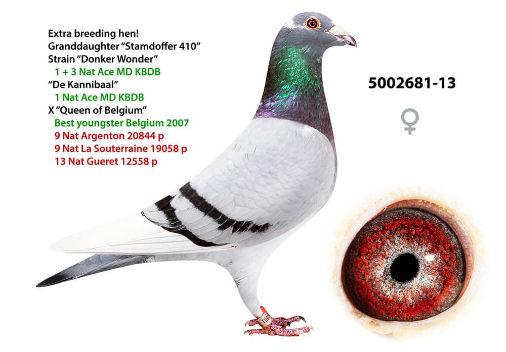 pigeon: undefined