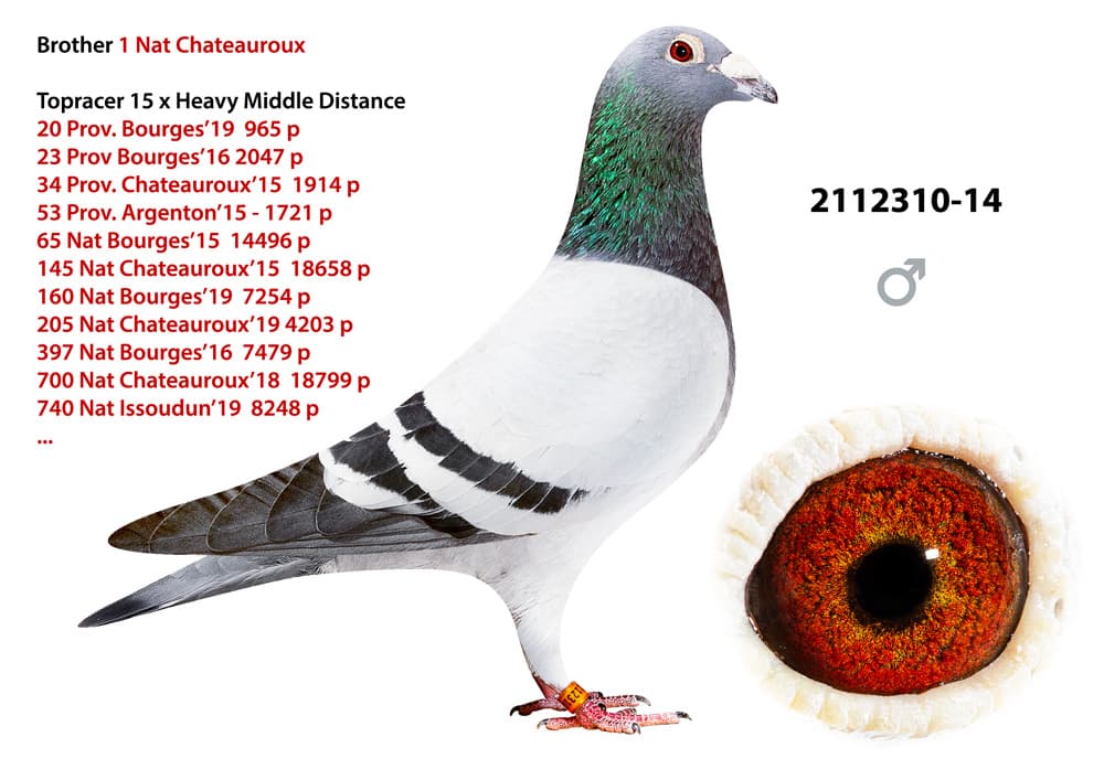 pigeon: undefined