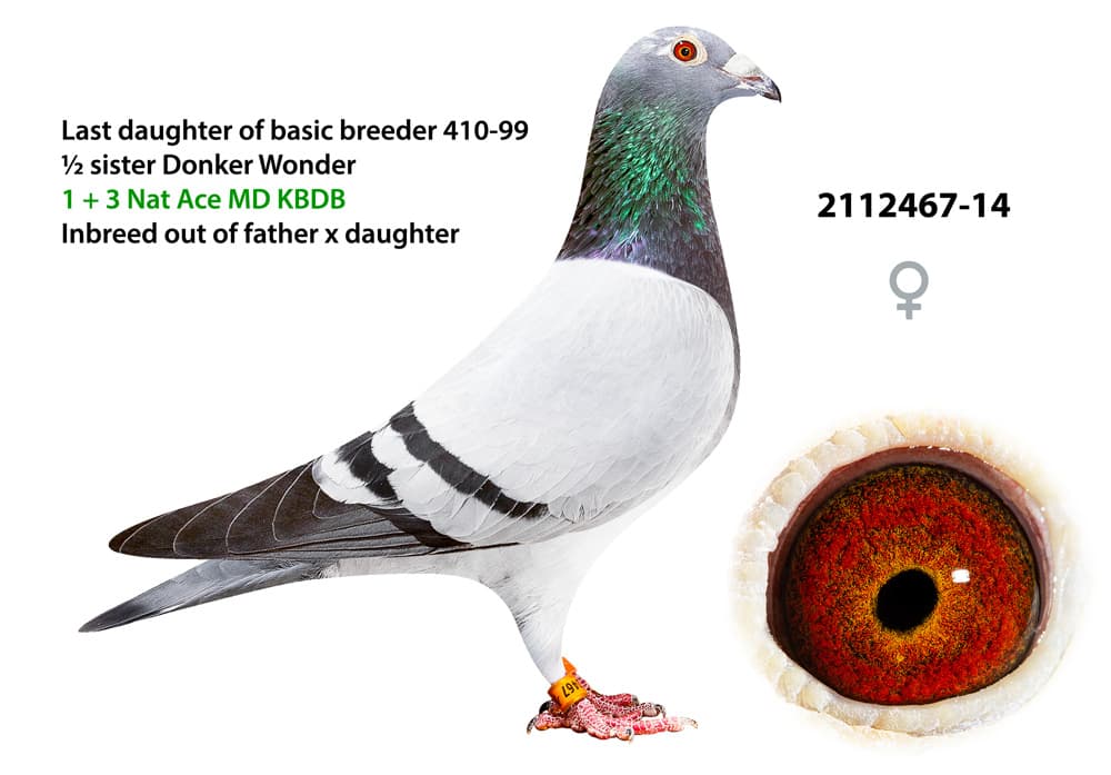 pigeon: undefined
