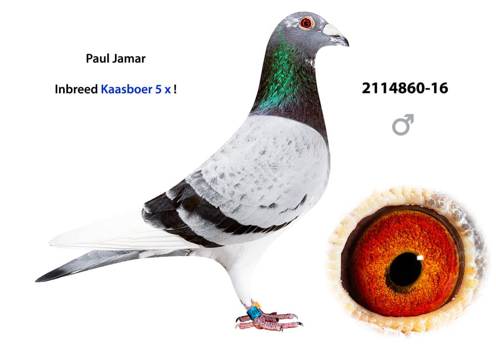 pigeon: undefined