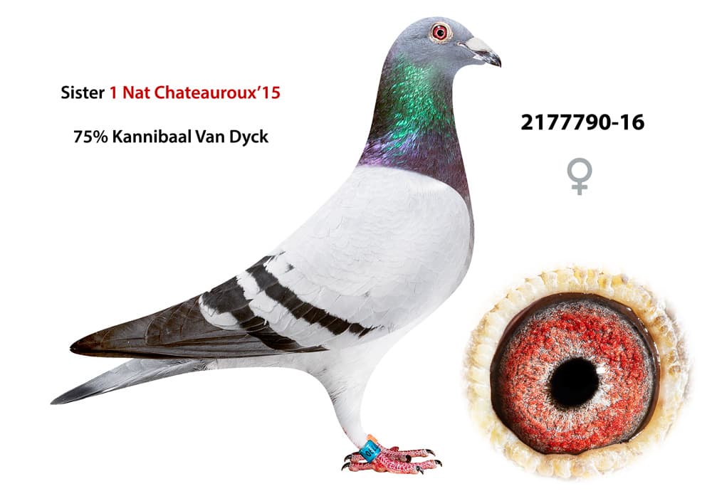 pigeon: undefined