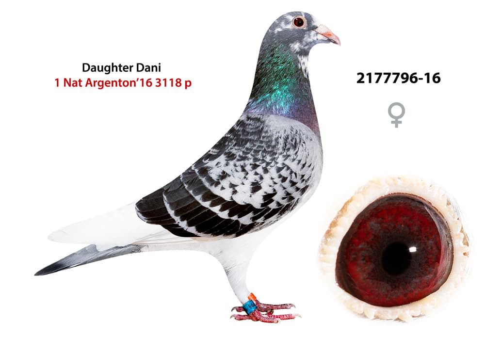 pigeon: undefined