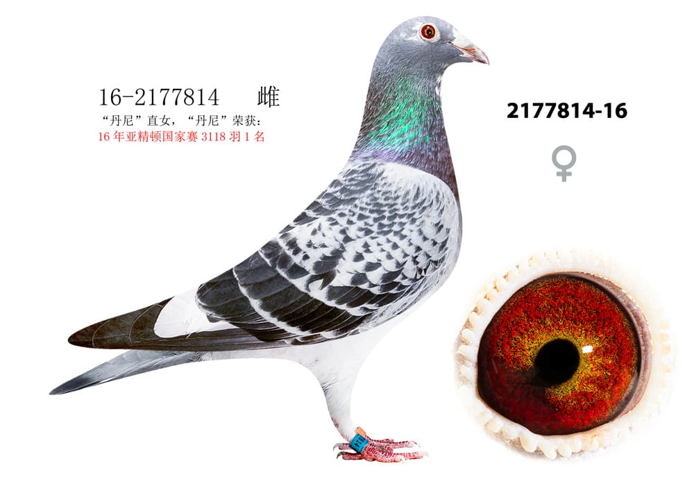 pigeon: undefined