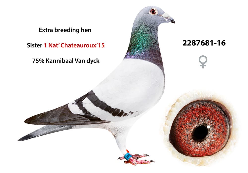 pigeon: undefined