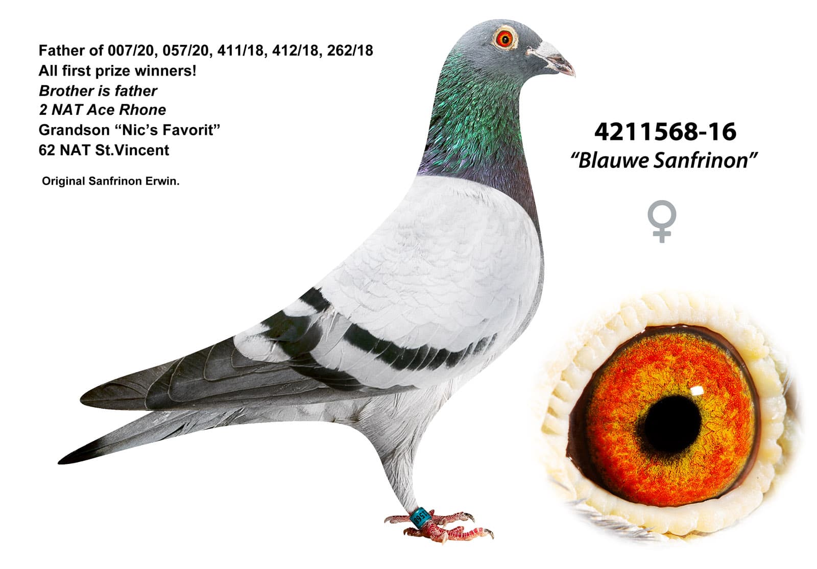 pigeon: undefined