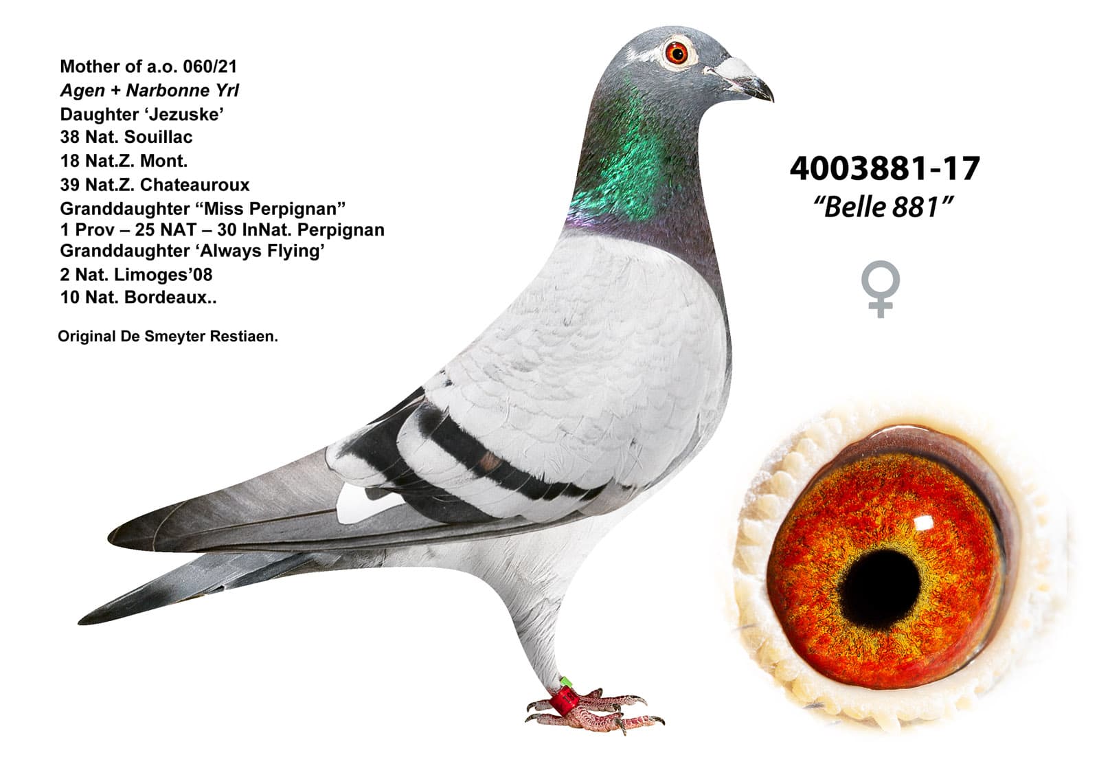 pigeon: undefined
