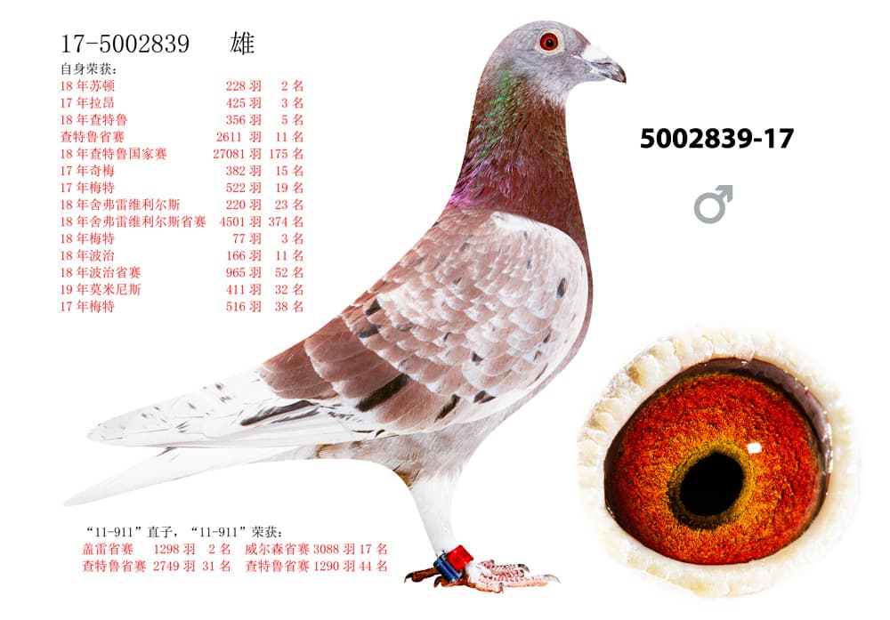 pigeon: undefined