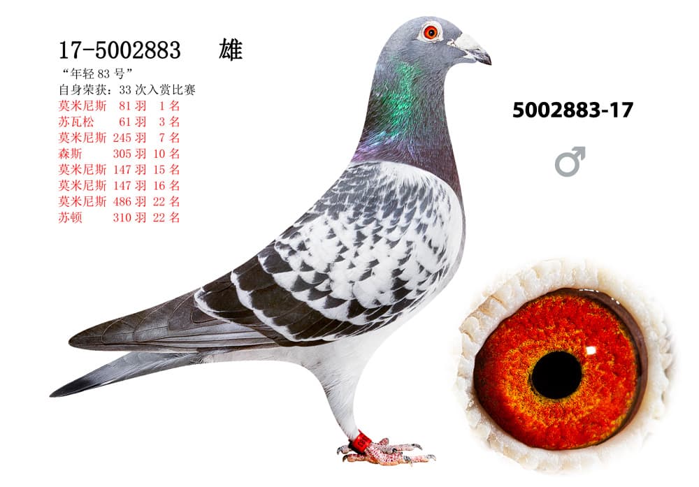 pigeon: undefined