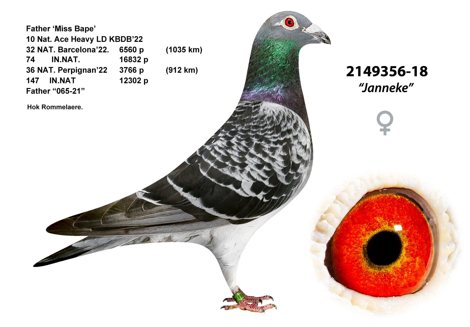 pigeon: undefined
