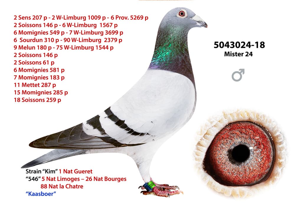 pigeon: undefined