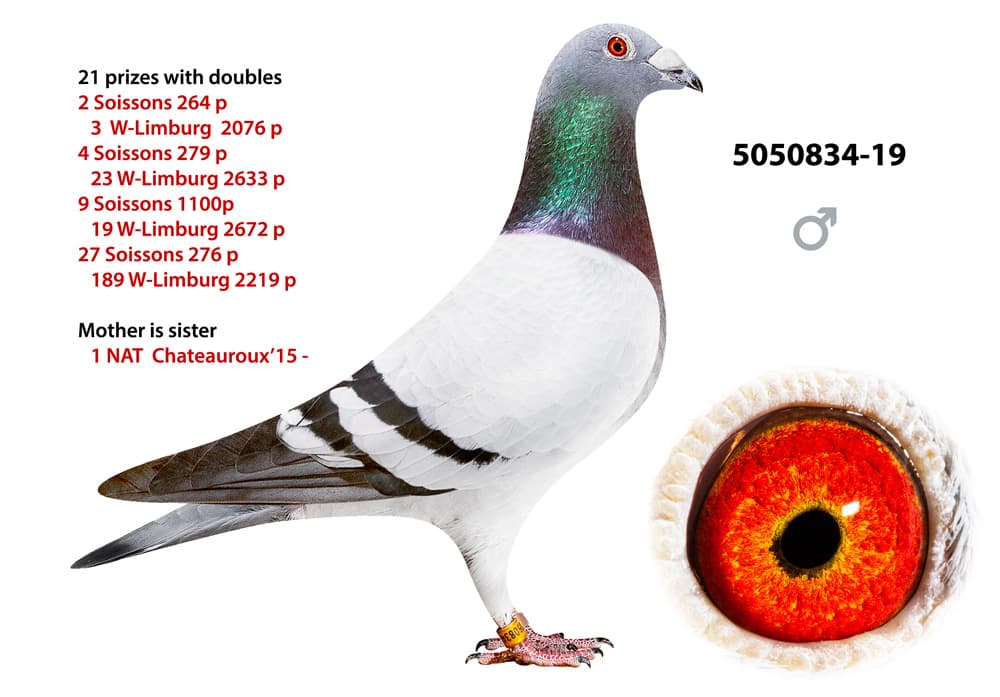 pigeon: undefined