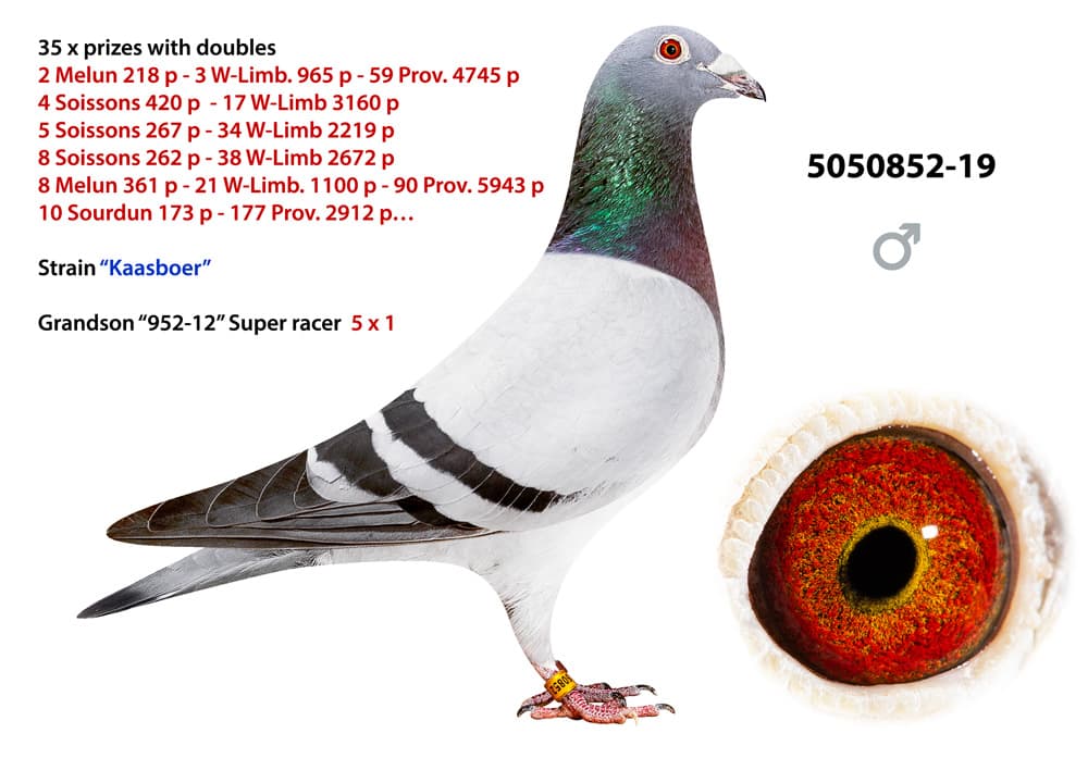 pigeon: undefined