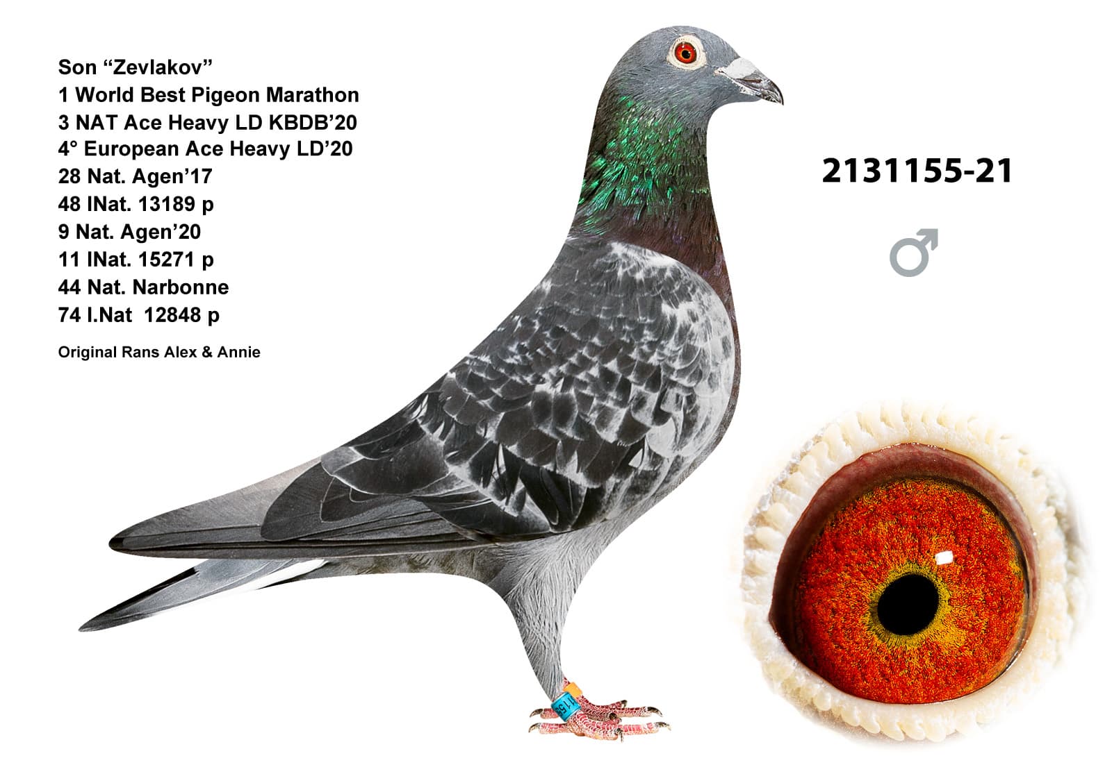 pigeon: undefined