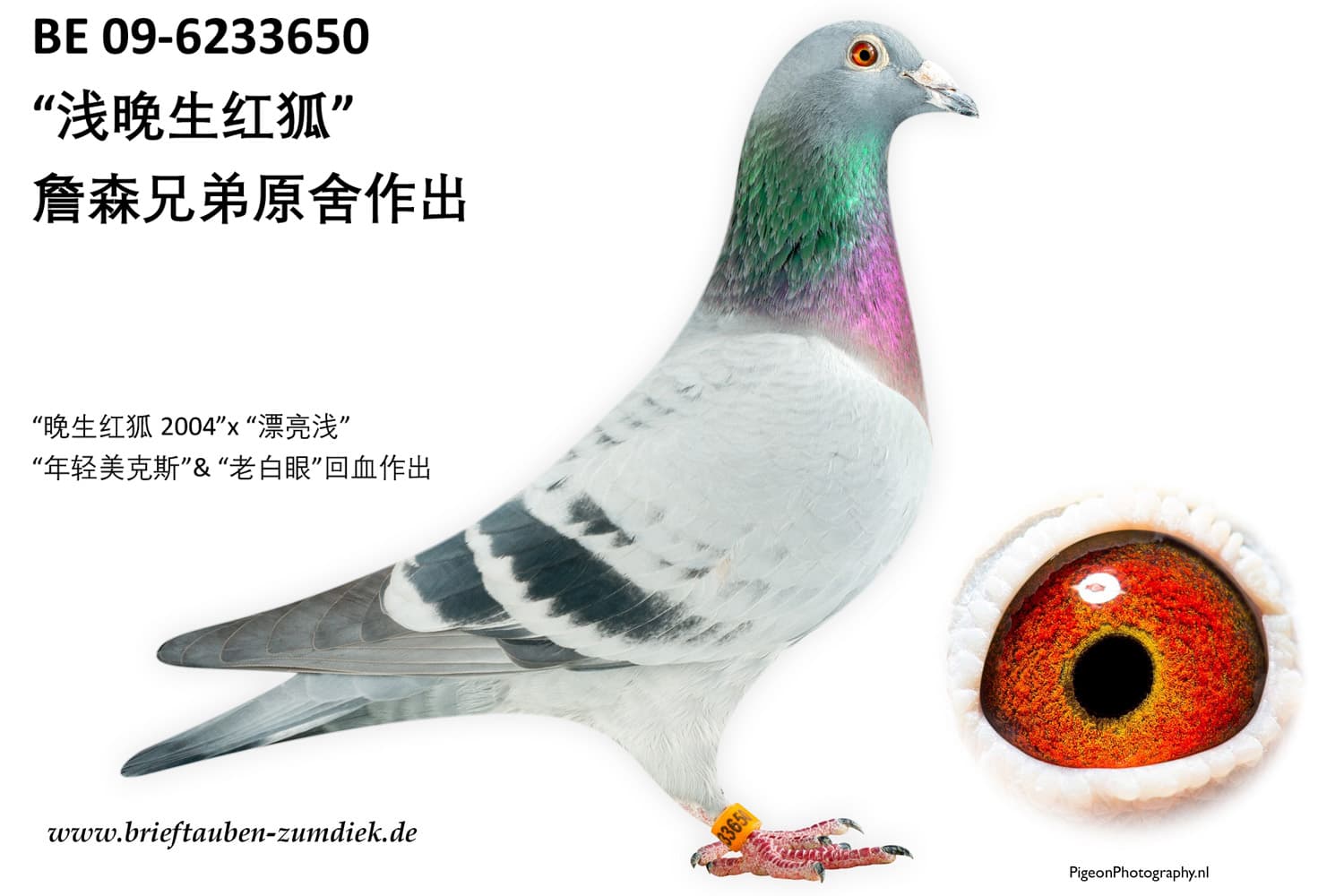 pigeon: “浅晚生红狐”
