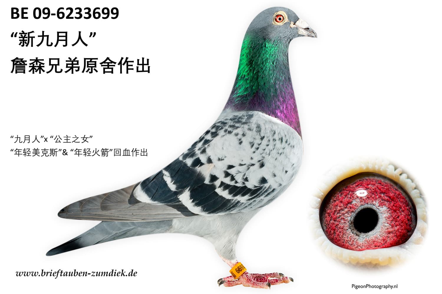 pigeon: New Septemberman