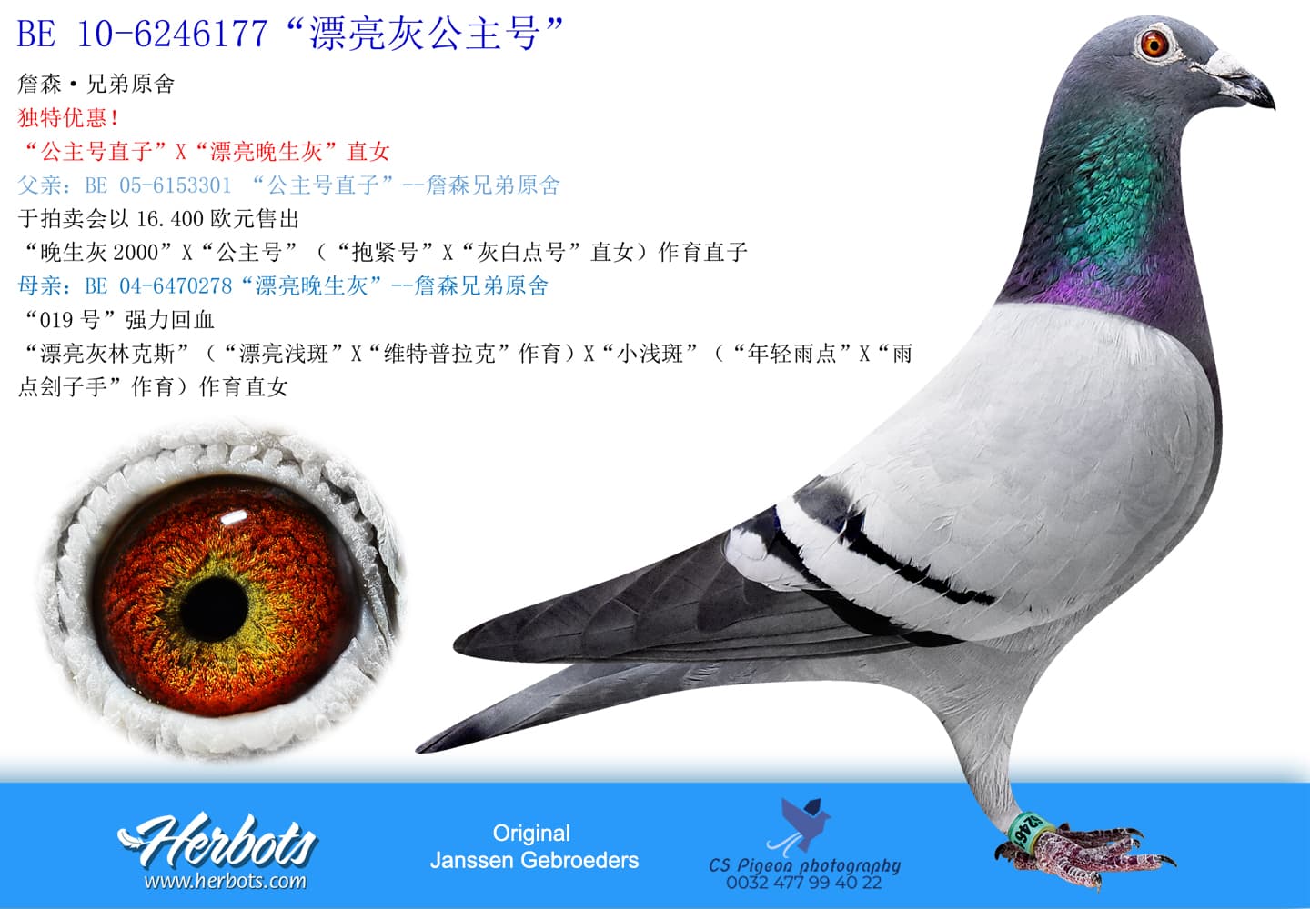 pigeon: “漂亮灰王子”