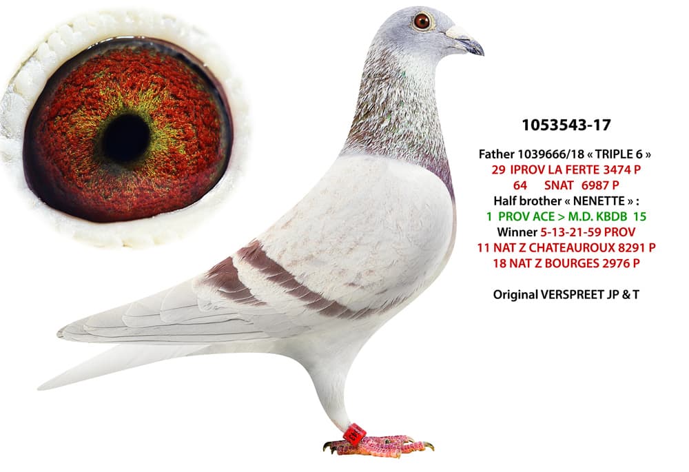 pigeon: undefined