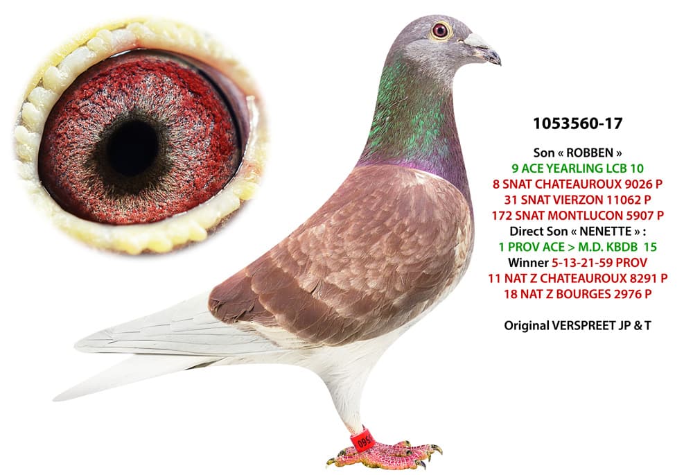 pigeon: undefined