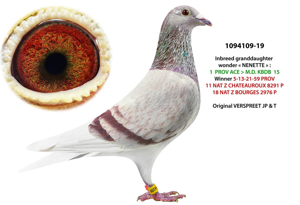 pigeon: undefined