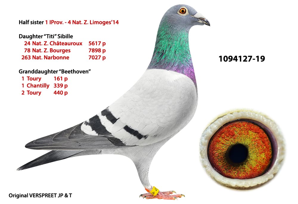 pigeon: undefined