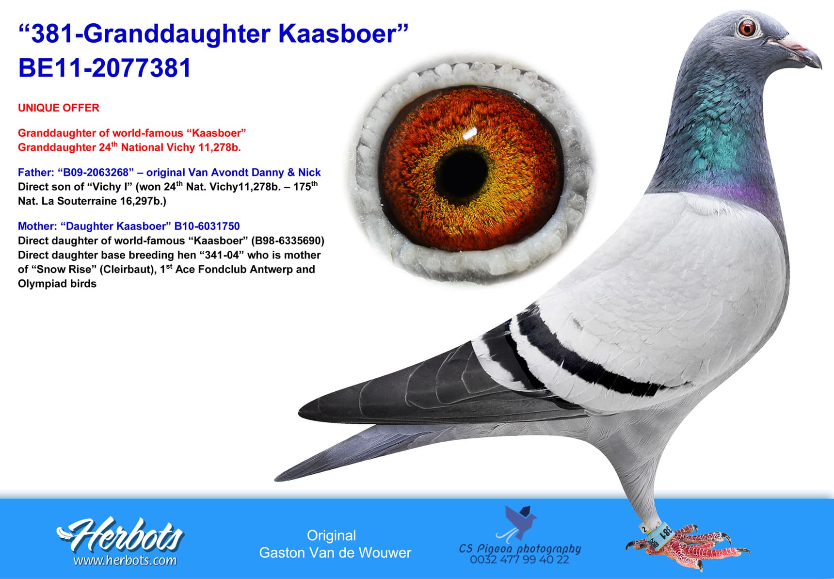 pigeon: undefined