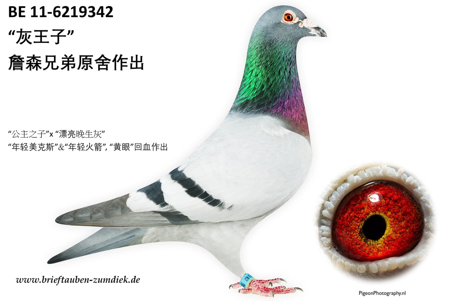 pigeon: “灰王子”