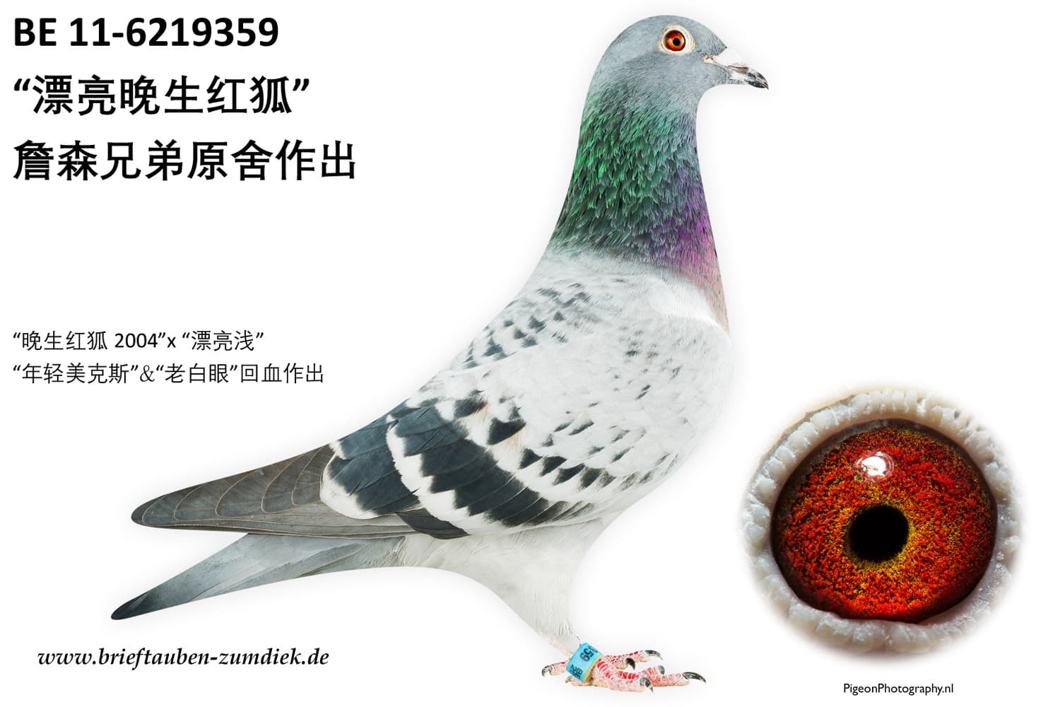 pigeon: “漂亮晚生红狐”