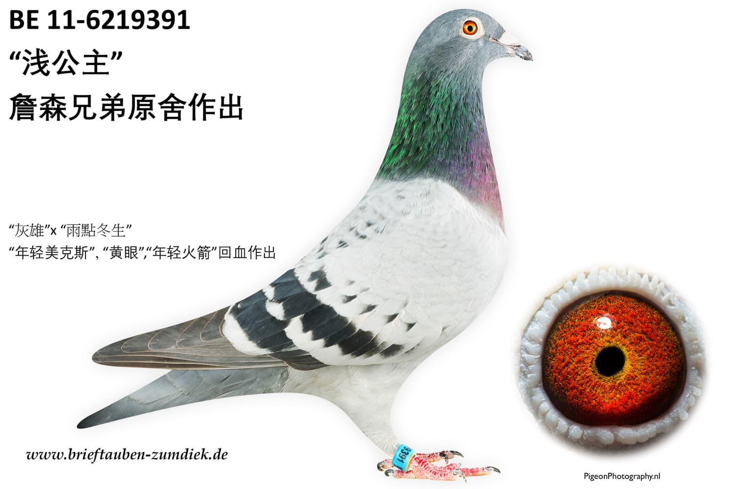 pigeon: “浅公主”