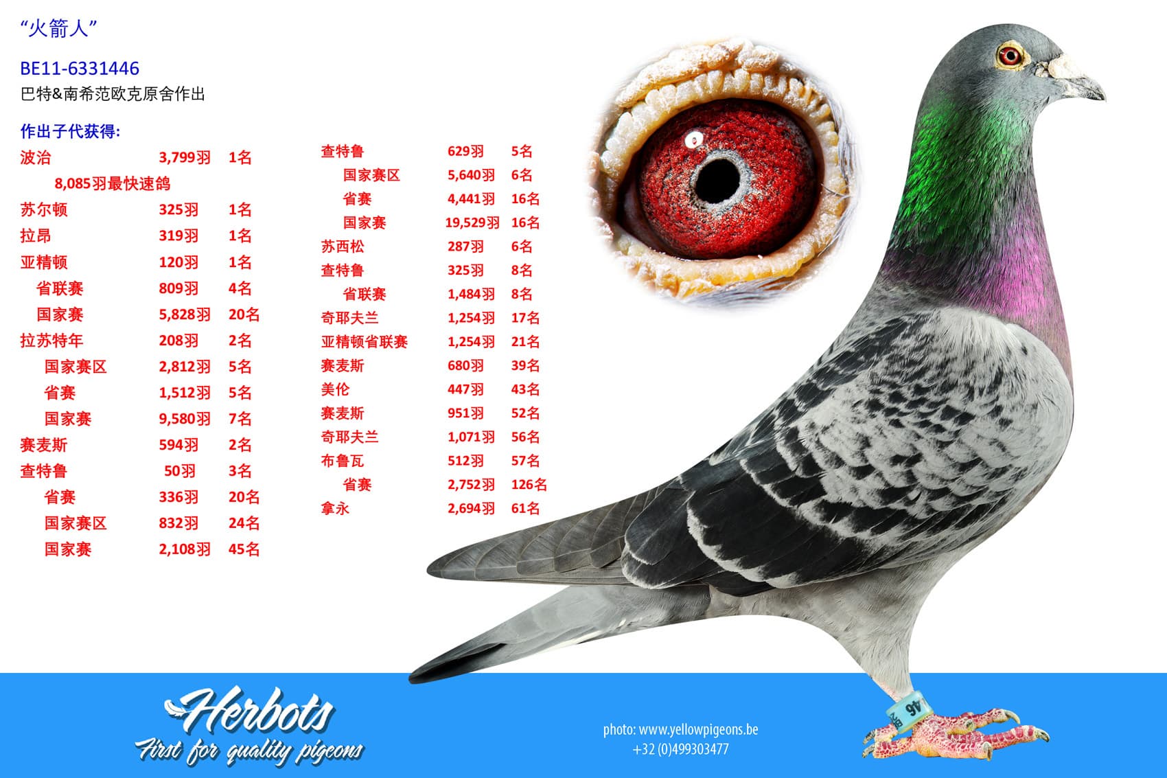 pigeon: “火箭人”
