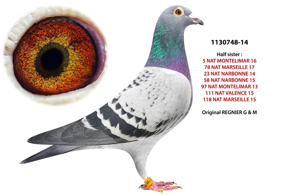pigeon: undefined