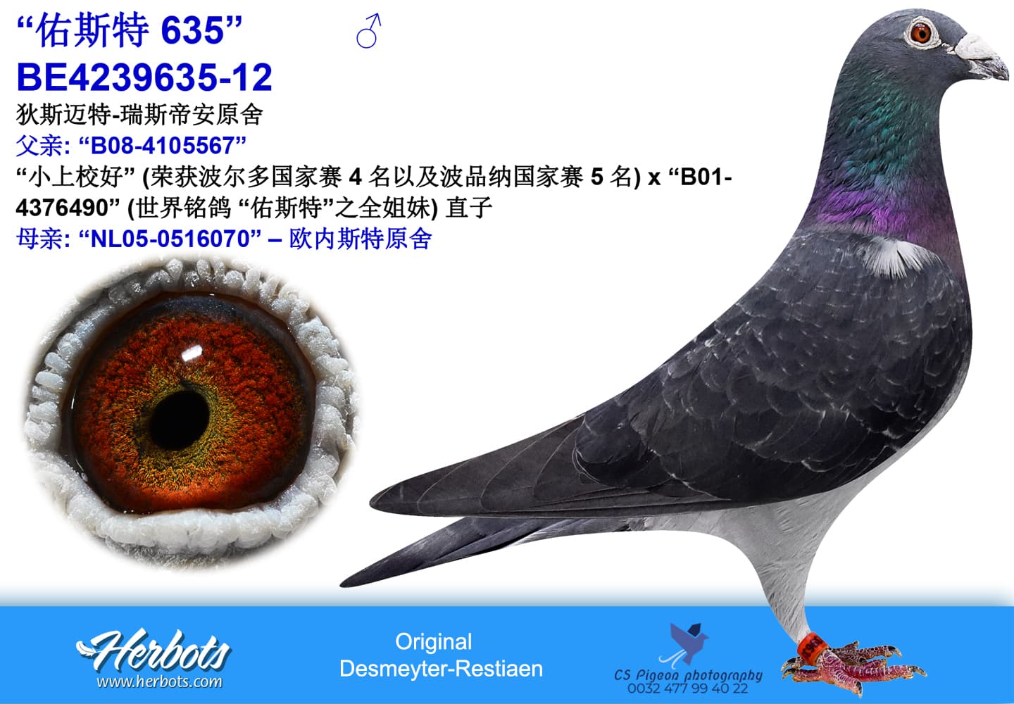 pigeon: undefined