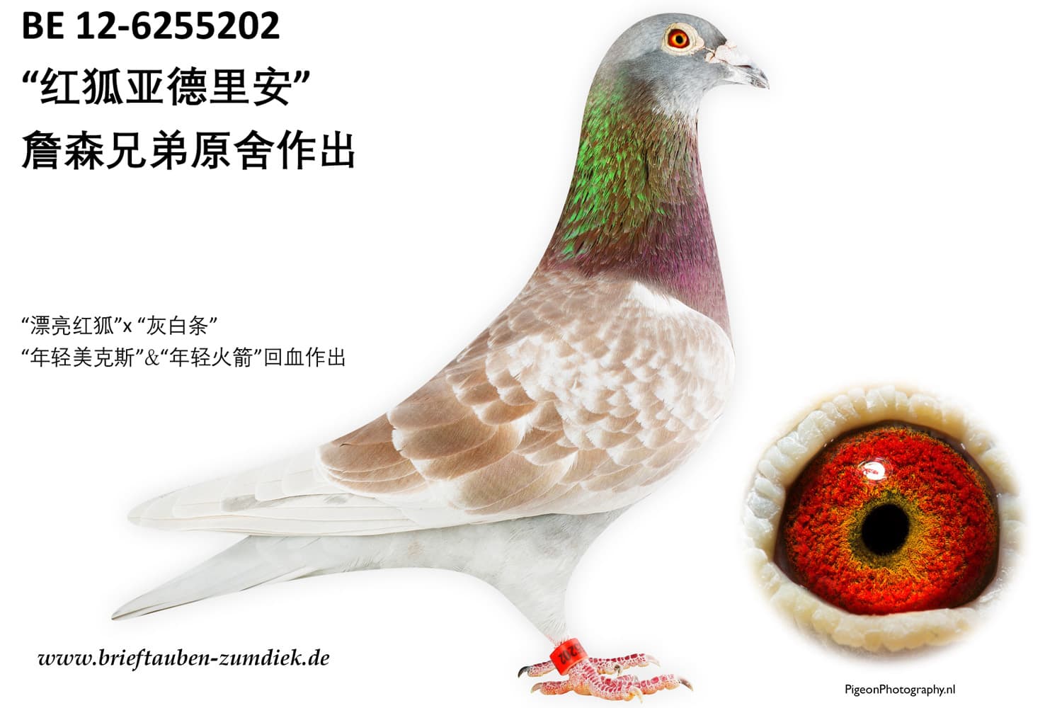 pigeon: “红狐亚德里安”